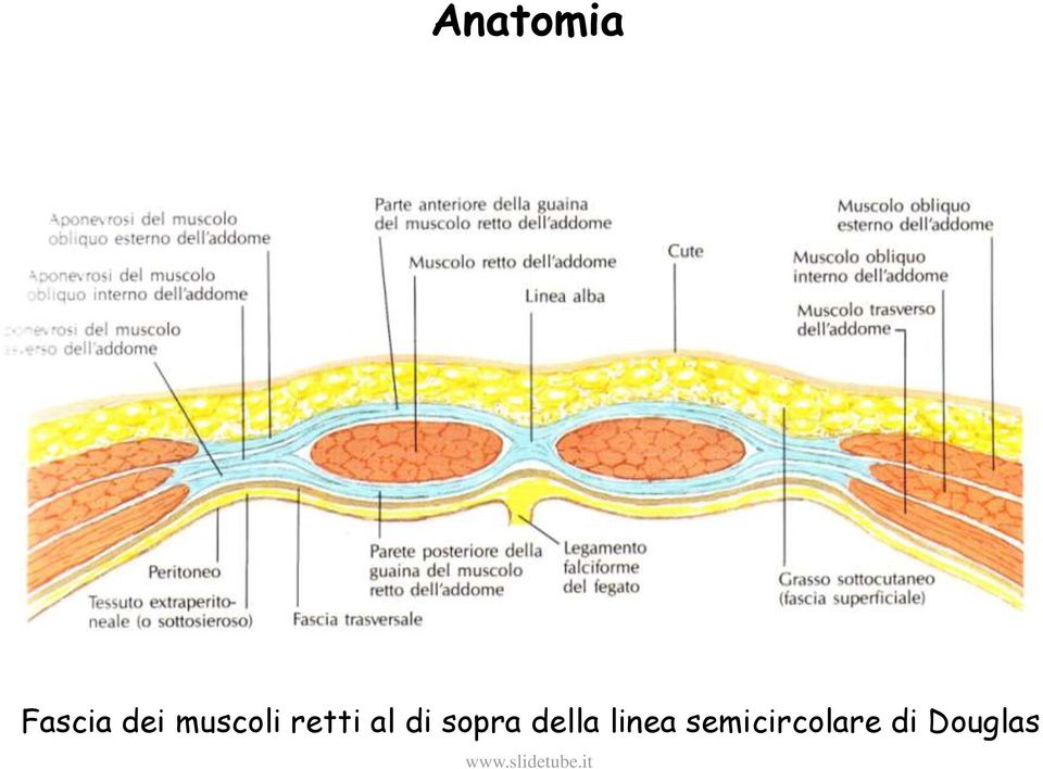 sopra della linea