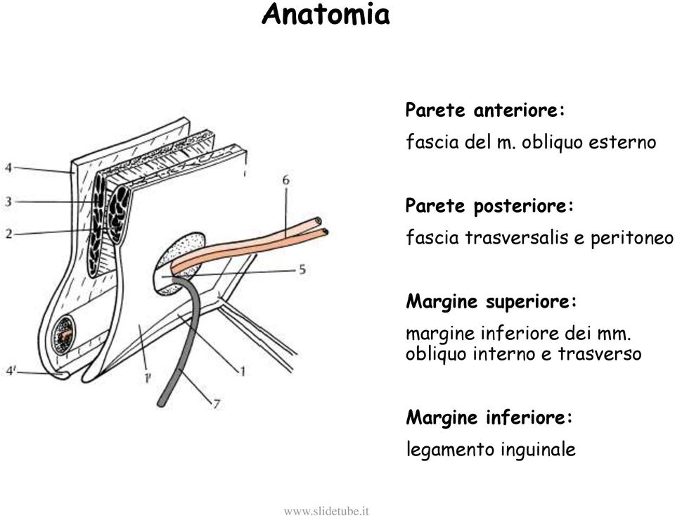 e peritoneo Margine superiore: margine inferiore dei