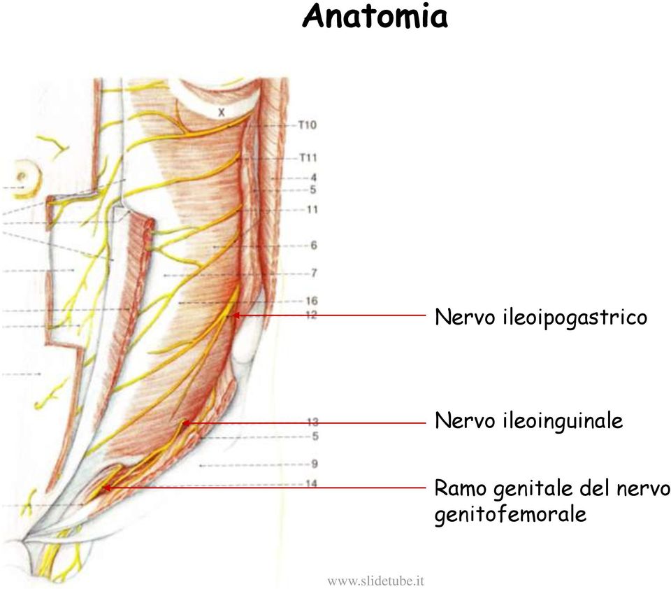 ileoinguinale Ramo