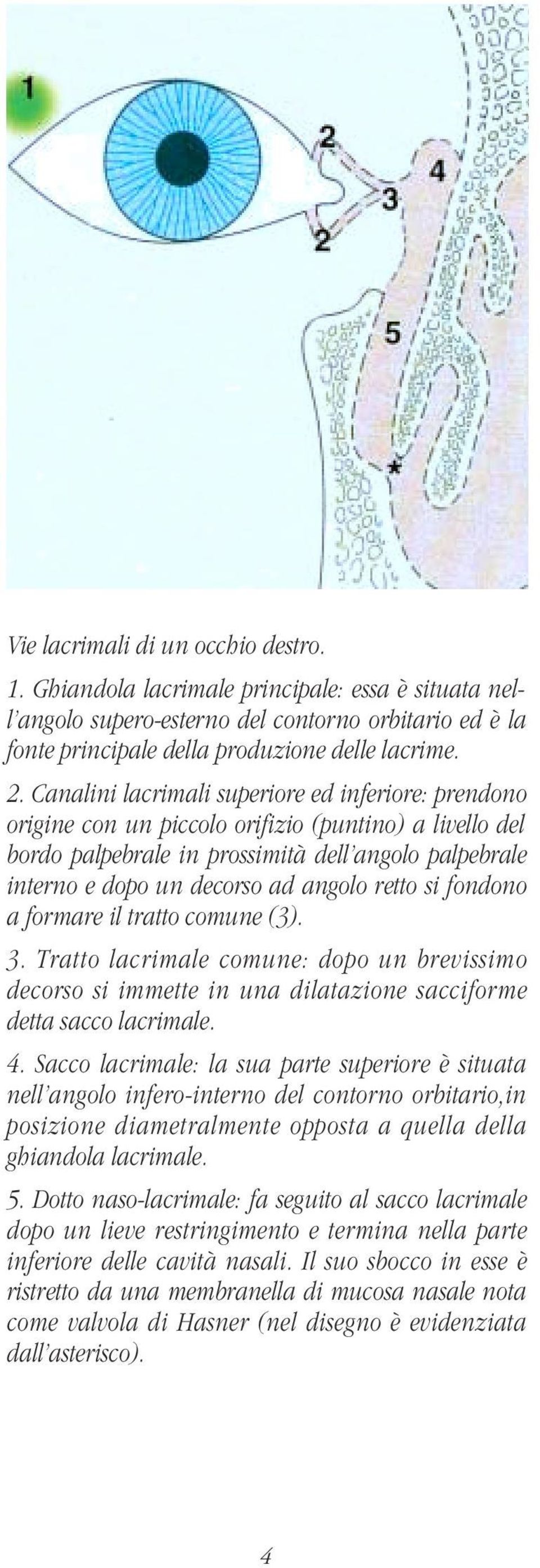 retto si fondono a formare il tratto comune (3). 3. Tratto lacrimale comune: dopo un brevissimo decorso si immette in una dilatazione sacciforme detta sacco lacrimale. 4.