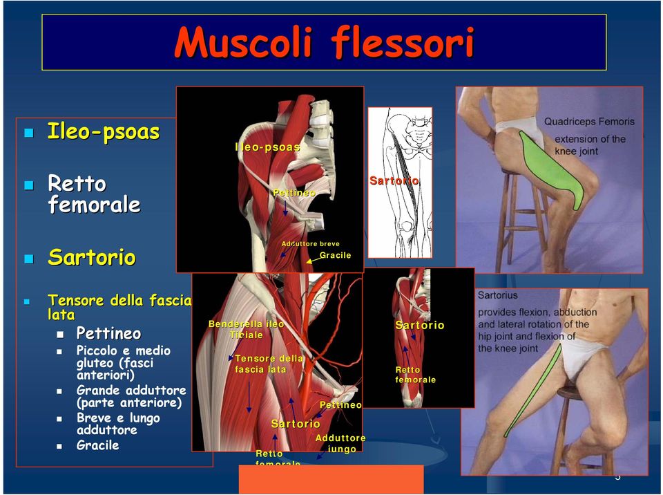 (parte anteriore) Breve e lungo adduttore Gracile Benderella ileo Tibiale Tensore della fascia lata