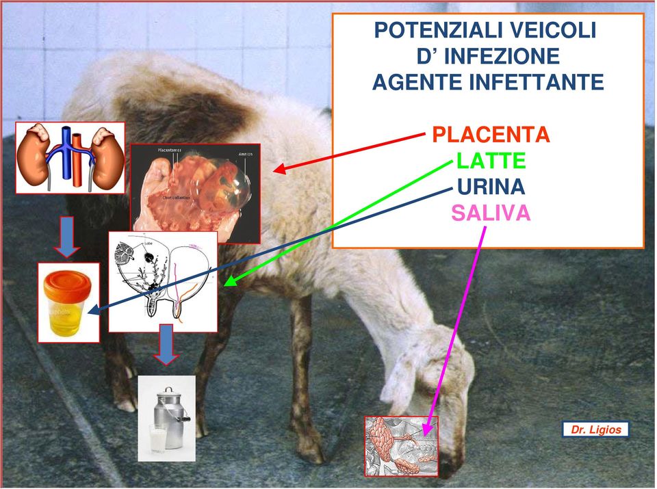 INFETTANTE PLACENTA