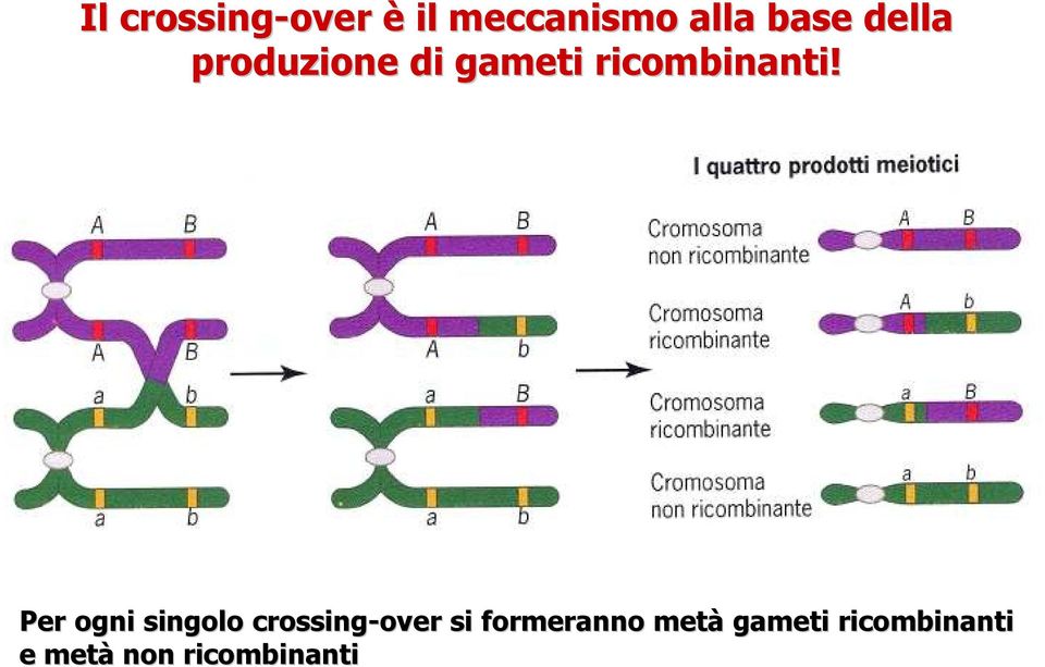 Per ogni singolo crossing-over over si