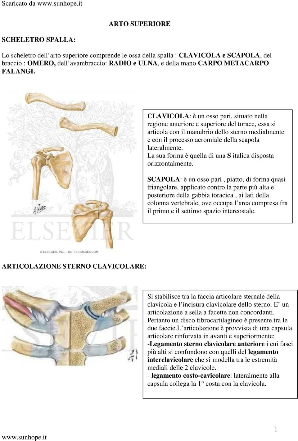 CLAVICOLA: è un osso pari, situato nella regione anteriore e superiore del torace, essa si articola con il manubrio dello sterno medialmente e con il processo acromiale della scapola lateralmente.