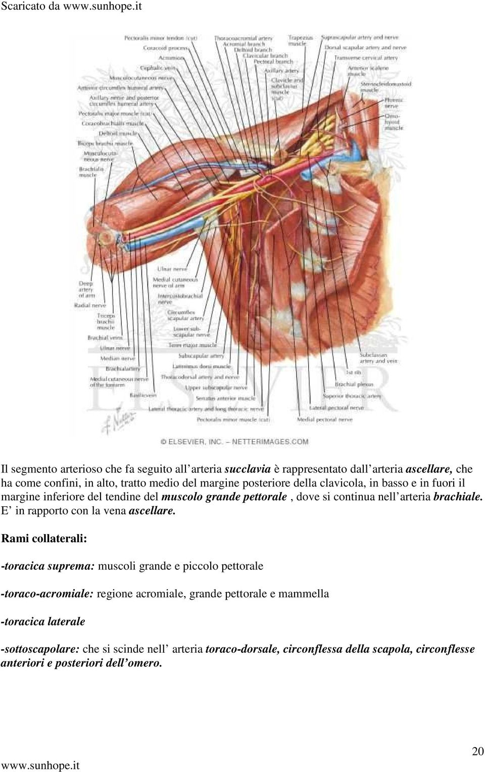 E in rapporto con la vena ascellare.