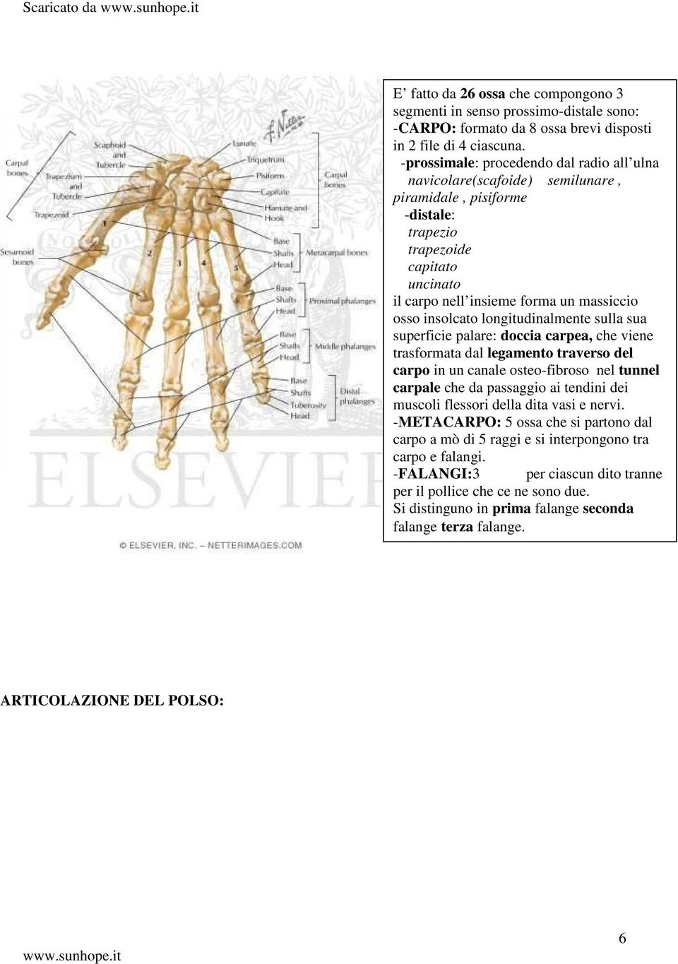 insolcato longitudinalmente sulla sua superficie palare: doccia carpea, che viene trasformata dal legamento traverso del carpo in un canale osteo-fibroso nel tunnel carpale che da passaggio ai