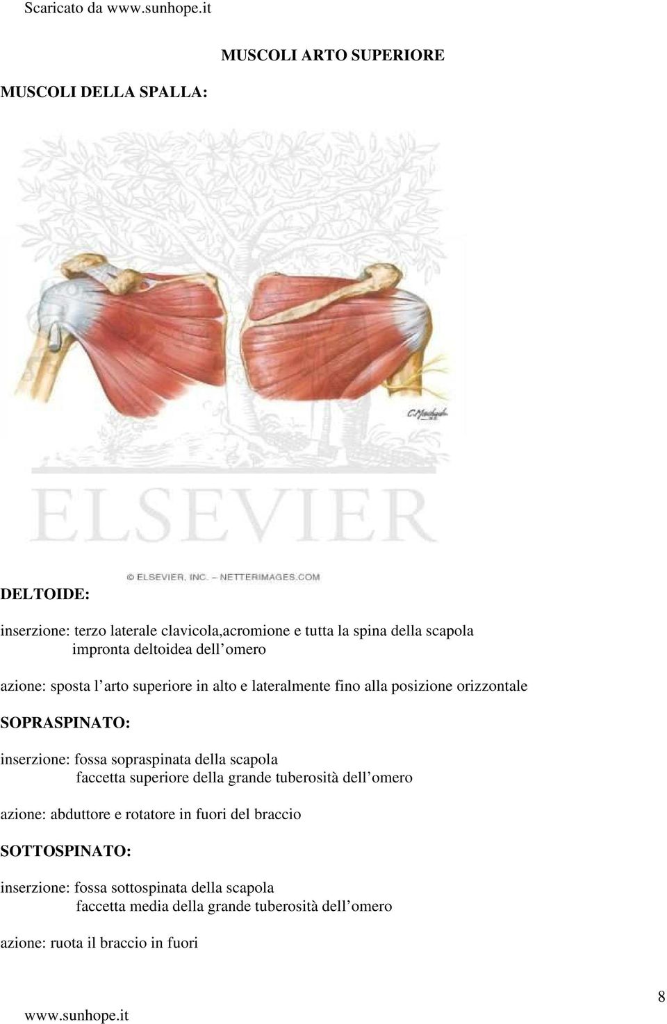 inserzione: fossa sopraspinata della scapola faccetta superiore della grande tuberosità dell omero azione: abduttore e rotatore in fuori