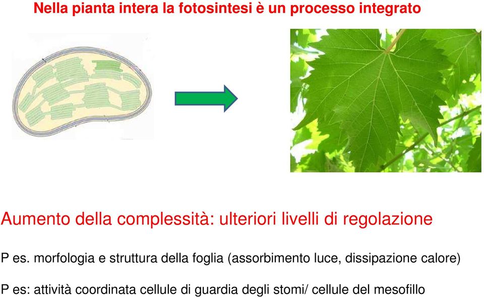 morfologia e struttura della foglia (assorbimento luce, dissipazione