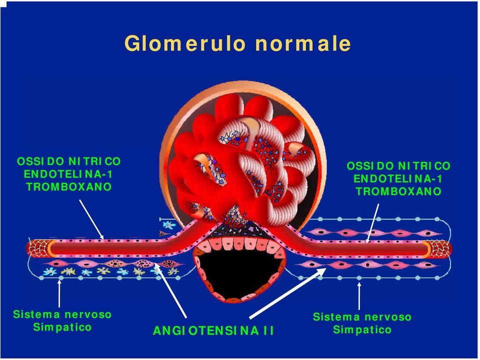 ENDOTELINA-1 TROMBOXANO Sistema nervoso
