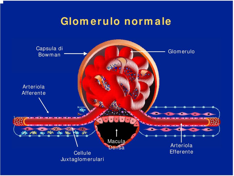 Afferente Cellule