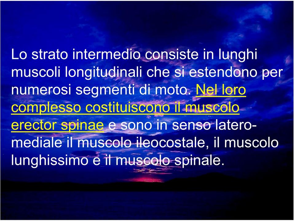 Nel loro complesso costituiscono il muscolo erector spinae e sono