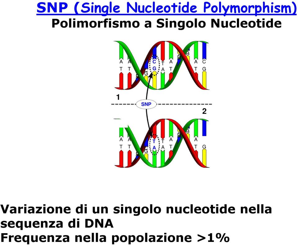 Variazione di un singolo nucleotide