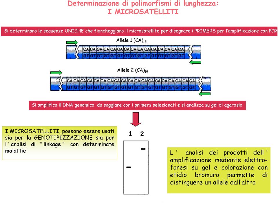 analizza su gel di agarosio I MICROSATELLITI, possono essere usati sia per la GENOTIPIZZAZIONE sia per l analisi di linkage con determinate malattie