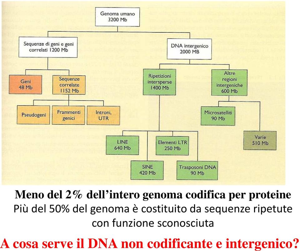 da sequenze ripetute con funzione sconosciuta