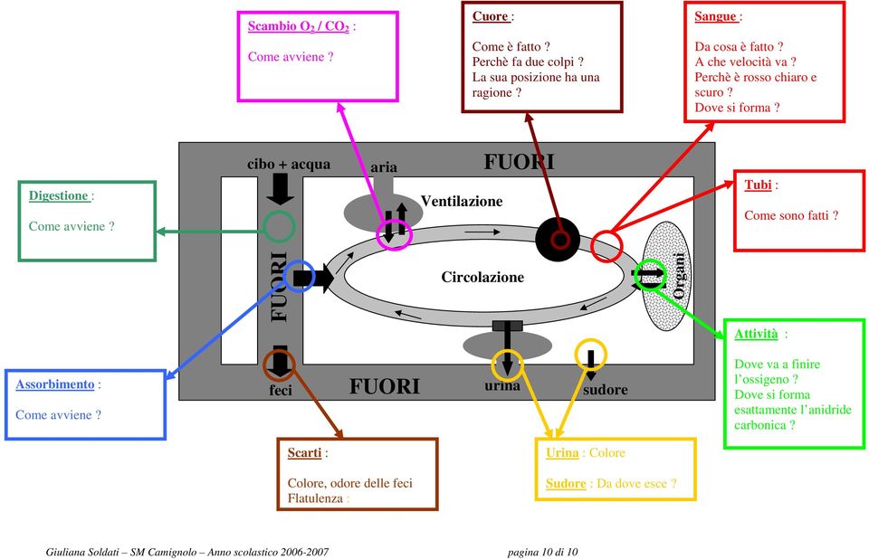 circolazione Circolazione Organi Attività : Assorbimento : Come avviene? sudore Dove va a finire l ossigeno?