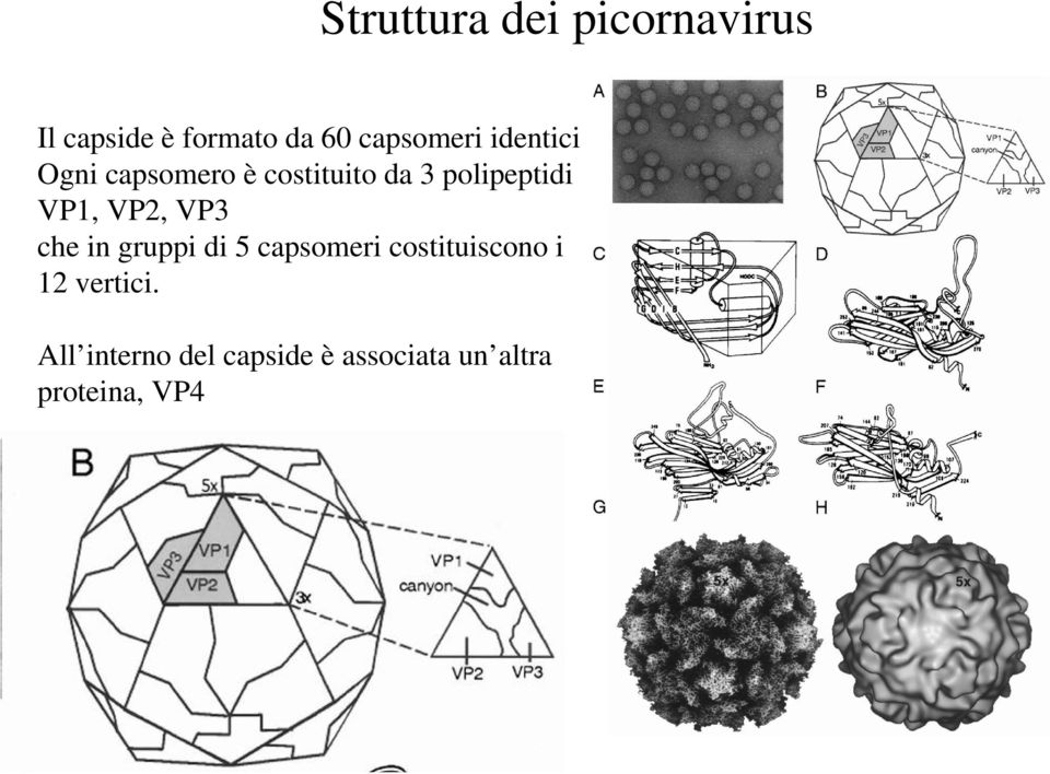 polipeptidi VP1, VP2, VP3 che in gruppi di 5 capsomeri