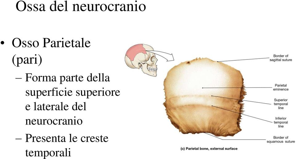 superficie superiore e laterale