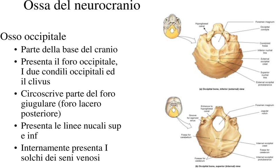 Circoscrive parte del foro giugulare (foro lacero posteriore)