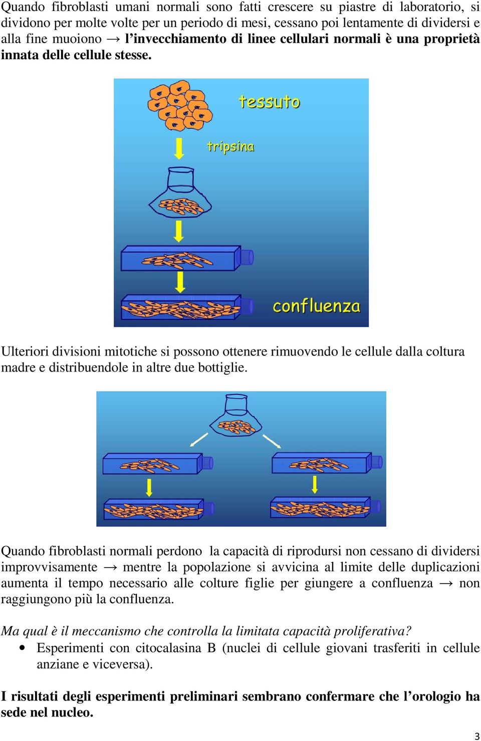 Ulteriori divisioni mitotiche si possono ottenere rimuovendo le cellule dalla coltura madre e distribuendole in altre due bottiglie.