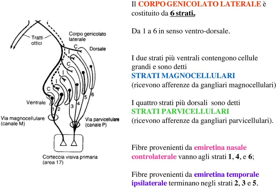 magnocellulari) I quattro strati più dorsali sono detti STRATI PARVICELLULARI (ricevono afferenze da gangliari parvicellulari).