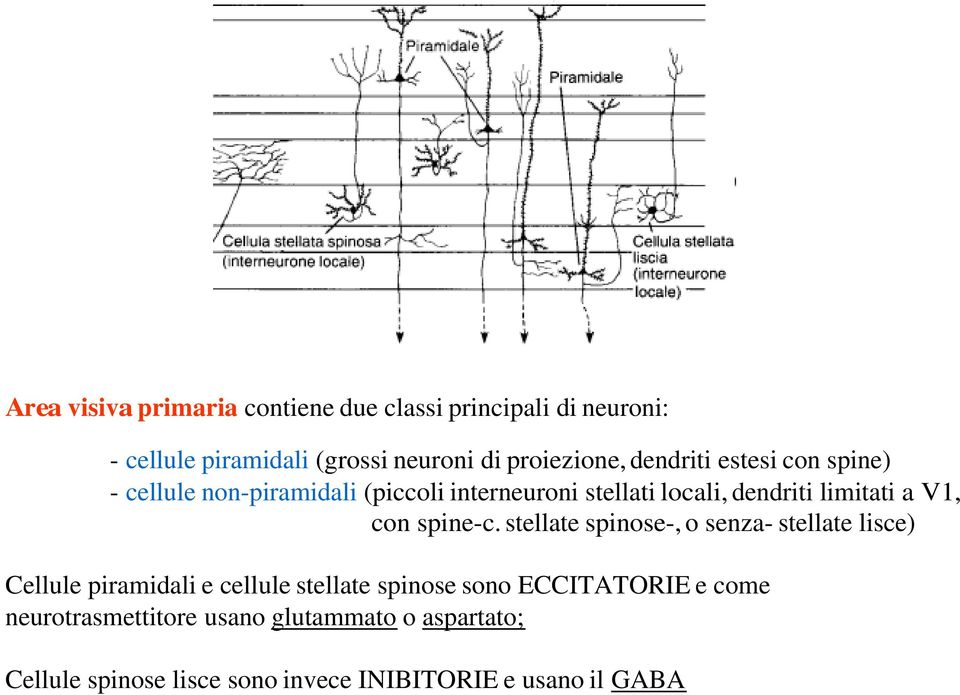 con spine-c.