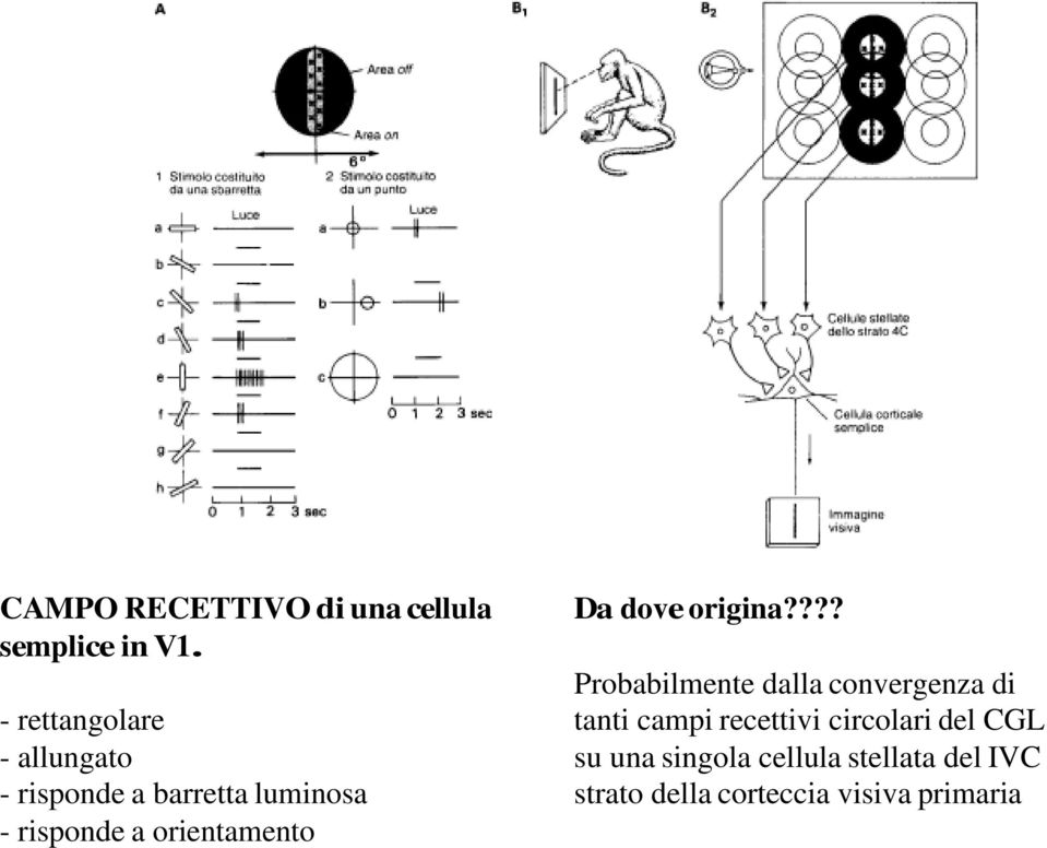 orientamento Da dove origina?