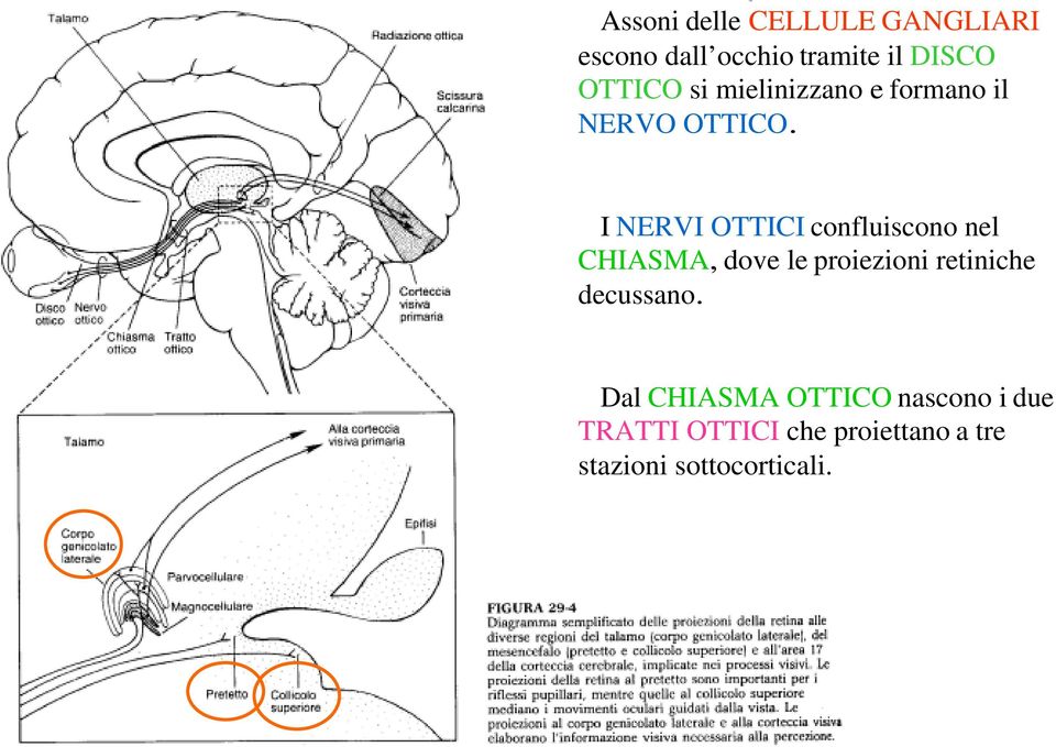 I NERVI OTTICI confluiscono nel CHIASMA, dove le proiezioni retiniche