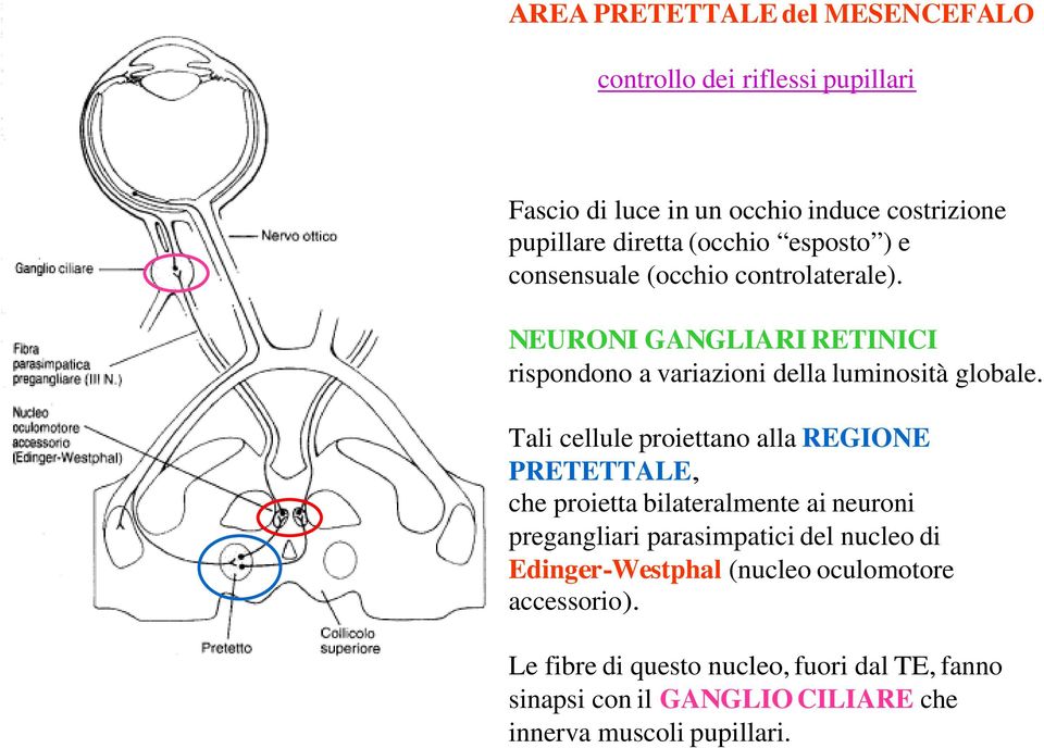 Tali cellule proiettano alla REGIONE PRETETTALE, che proietta bilateralmente ai neuroni pregangliari parasimpatici del nucleo di