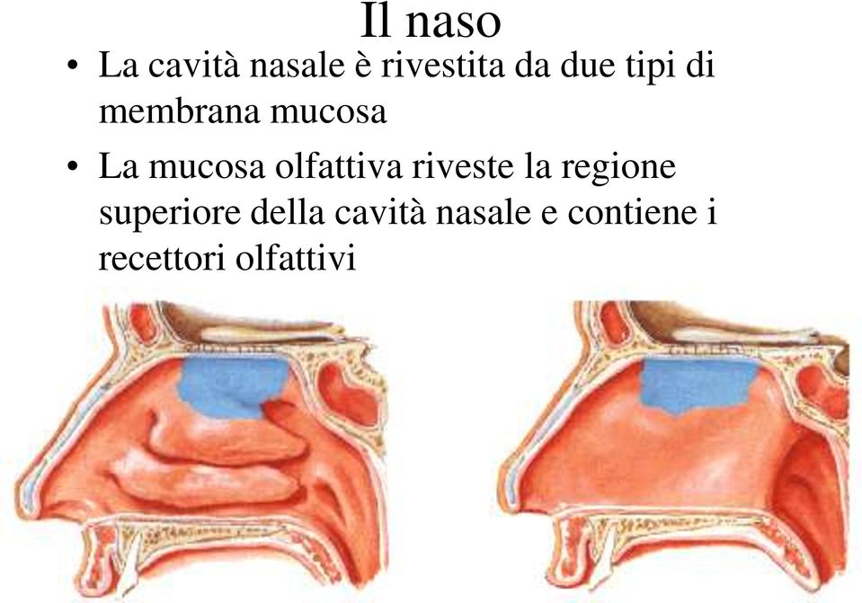 olfattiva riveste la regione superiore