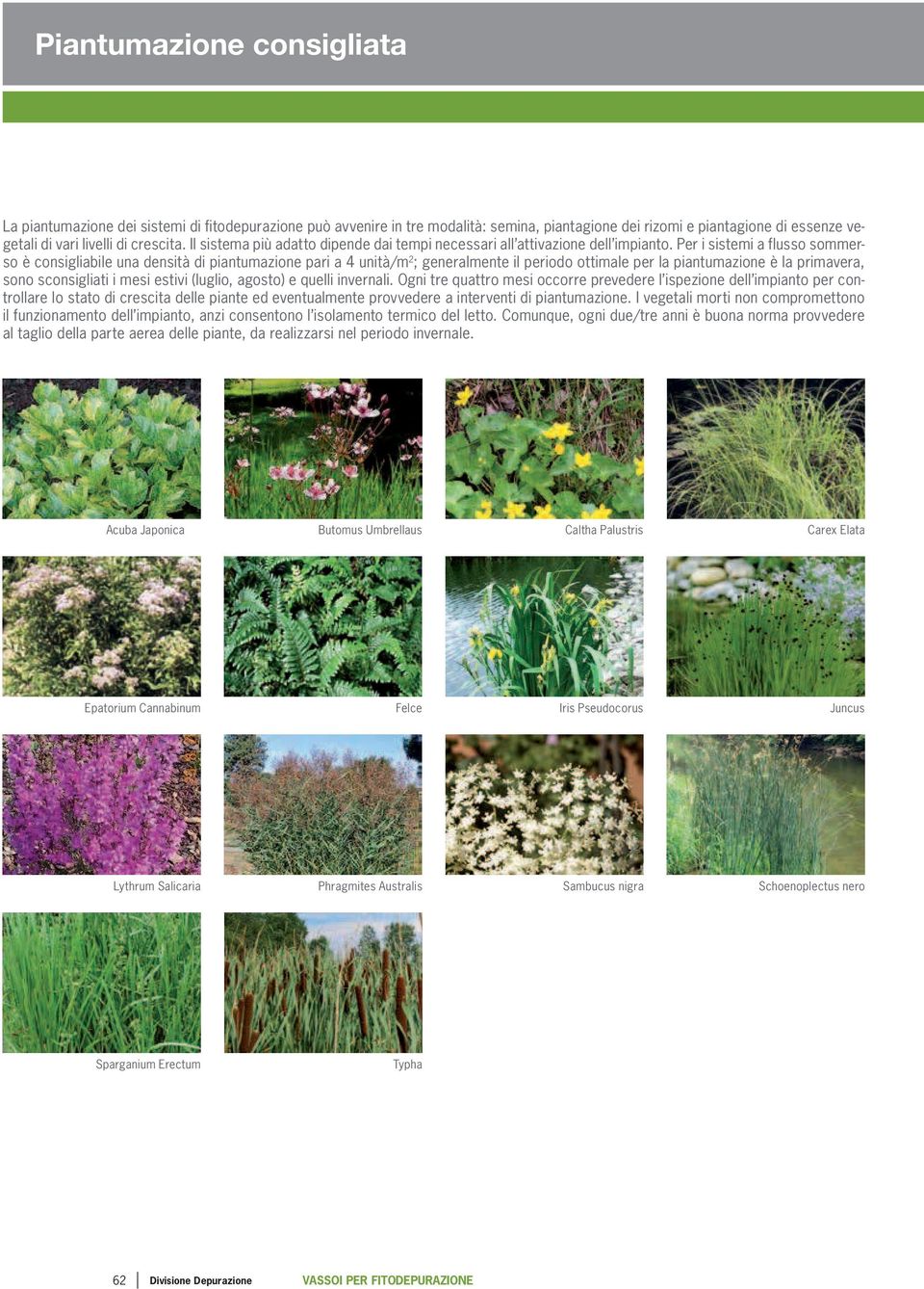 Per i sistemi a flusso sommerso è consigliabile una densità di piantumazione pari a 4 unità/ ; generalmente il periodo ottimale per la piantumazione è la primavera, sono sconsigliati i mesi estivi