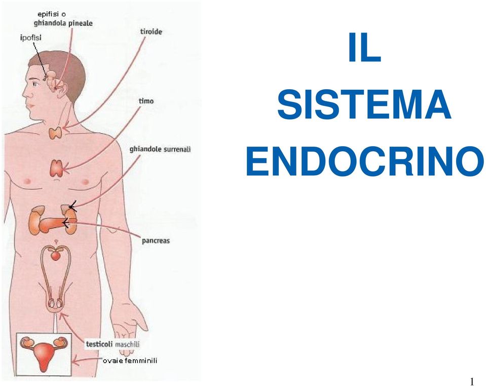 ENDOCRINO