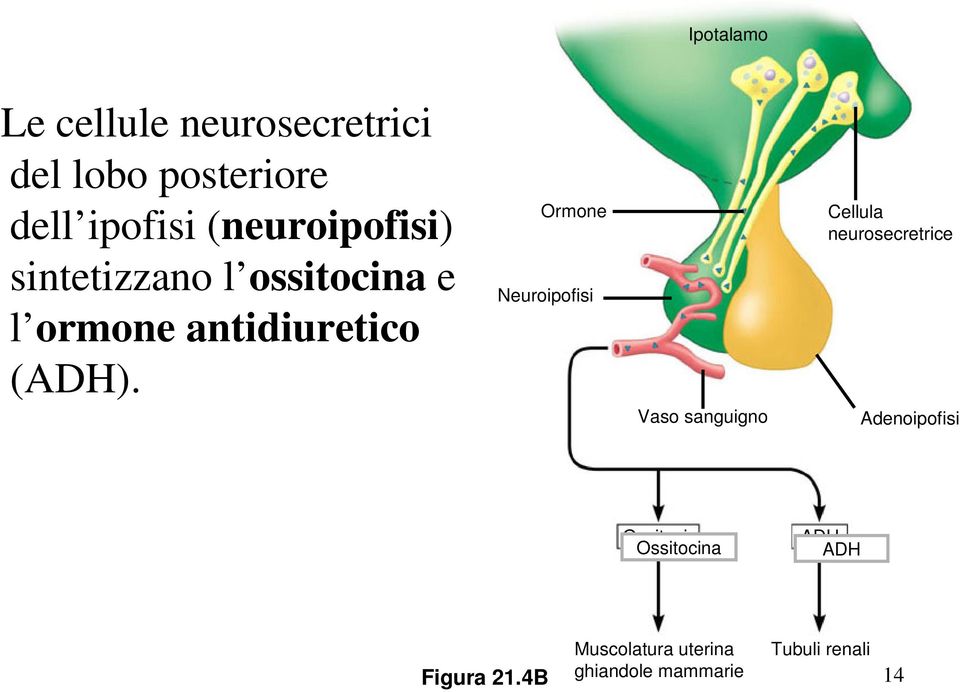 Ormone Neuroipofisi Vaso sanguigno Cellula neurosecretrice Adenoipofisi