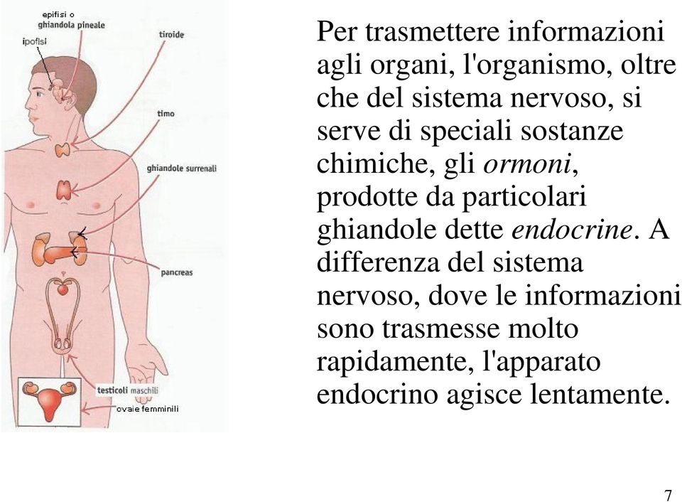 particolari ghiandole dette endocrine.