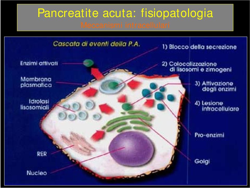 fisiopatologia