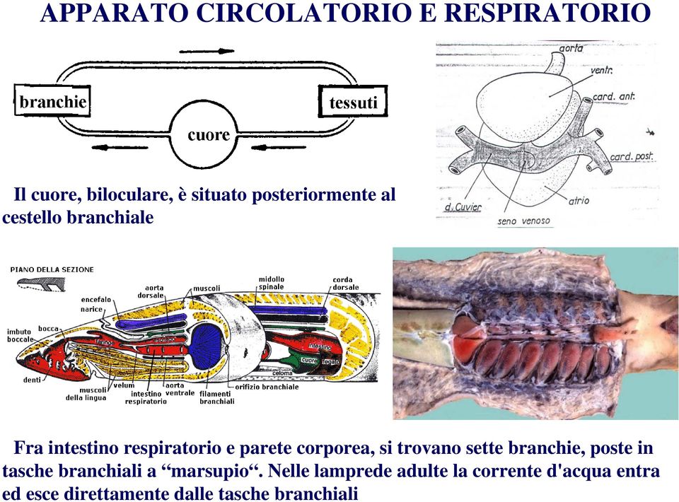 corporea, si trovano sette branchie, poste in tasche branchiali a marsupio.