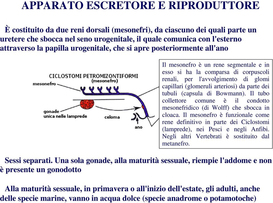 da parte dei tubuli (capsula di Bowmann). Il tubo collettore comune è il condotto mesonefridico (di Wolff) che sbocca in cloaca.