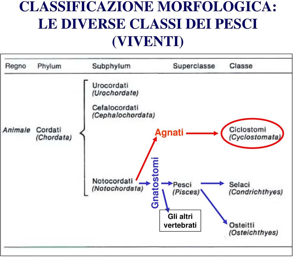 CLASSI DEI PESCI (VIVENTI)