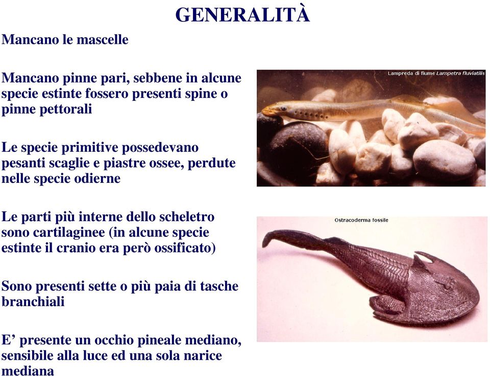 interne dello scheletro sono cartilaginee (in alcune specie estinte il cranio era però ossificato) Sono presenti