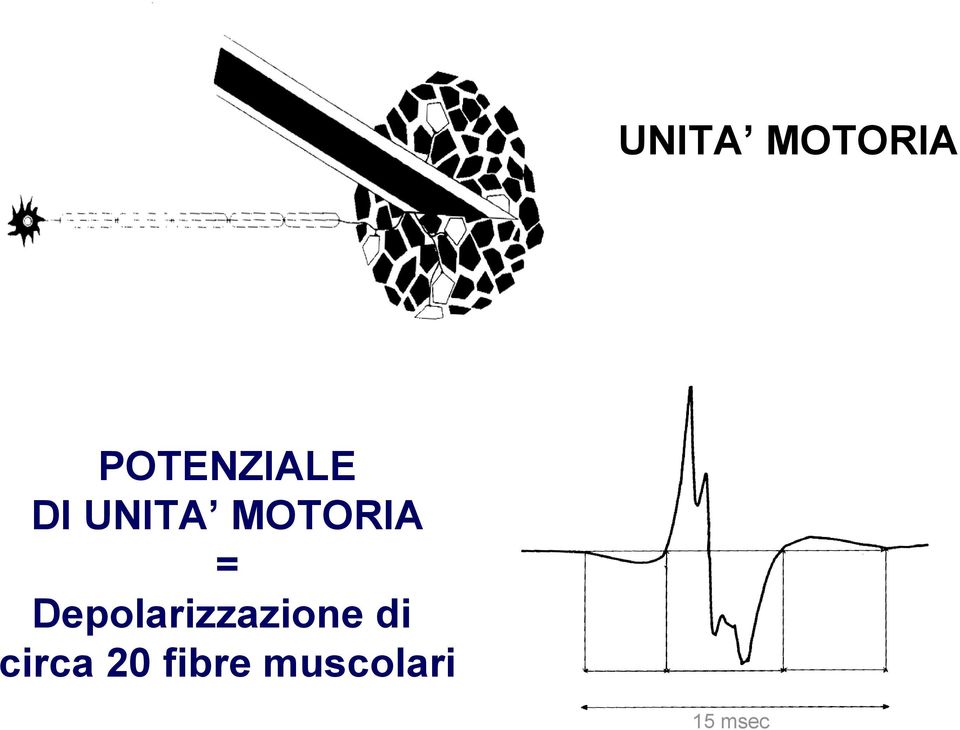 Depolarizzazione di