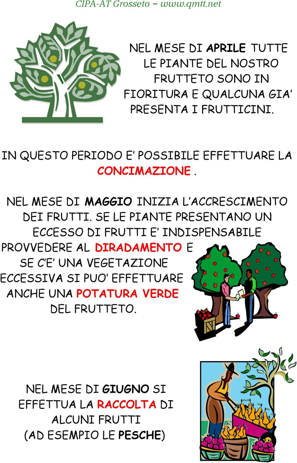 SE LE PIANTE PRESENTANO UN ECCESSO DI FRUTTI E INDISPENSABILE PROVVEDERE AL DIRADAMENTO E SE C E UNA VEGETAZIONE