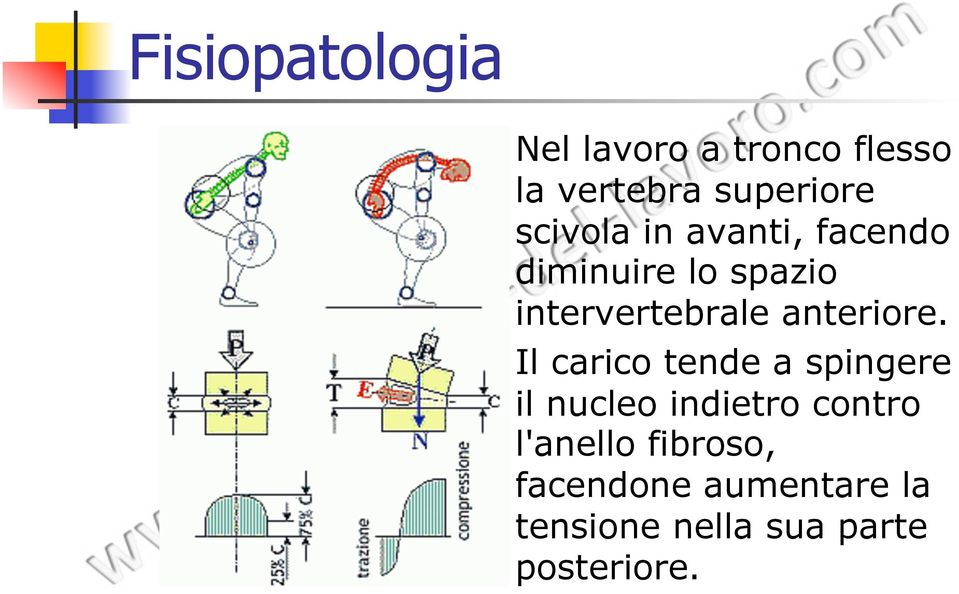 anteriore.