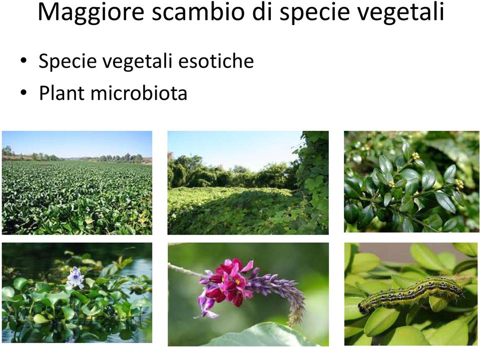 Specie vegetali