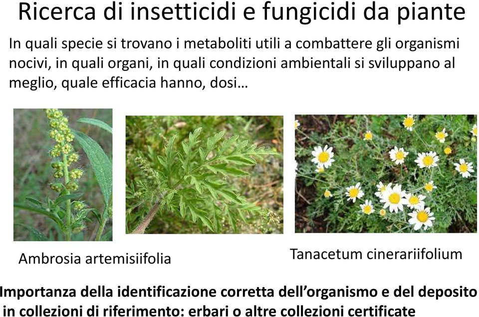 efficacia hanno, dosi Ambrosia artemisiifolia Tanacetum cinerariifolium Importanza della