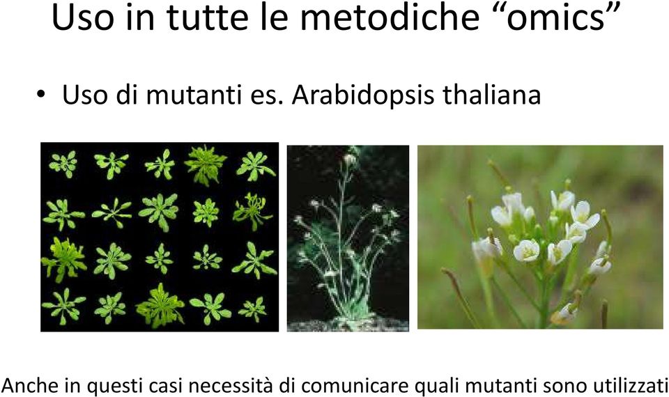 Arabidopsis thaliana Anche in questi