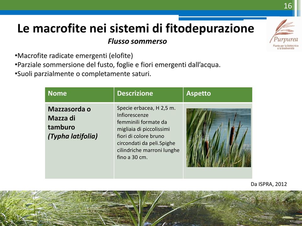 Nome Descrizione Aspetto Mazzasorda o Mazza di tamburo (Typha latifolia) Specie erbacea, H 2,5 m.