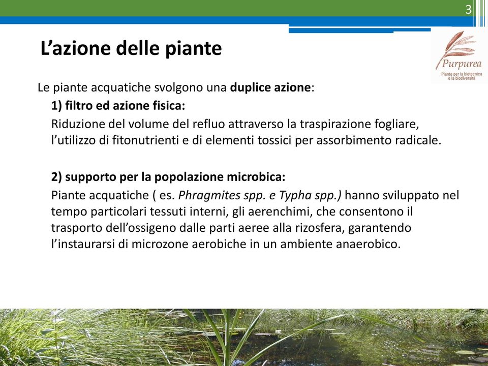 2) supporto per la popolazione microbica: Piante acquatiche ( es. Phragmites spp. e Typha spp.