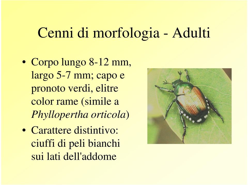 rame (simile a Phyllopertha orticola) Carattere