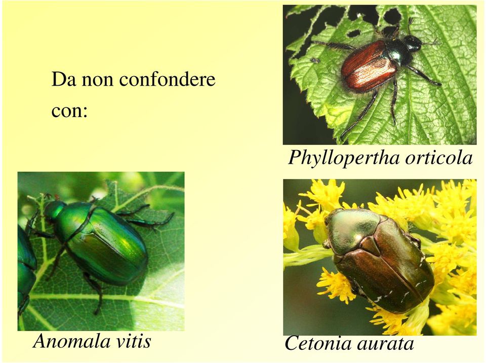 Phyllopertha orticola