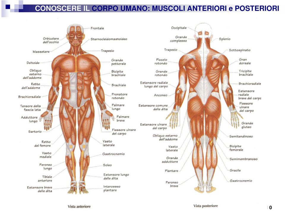 MUSCOLI