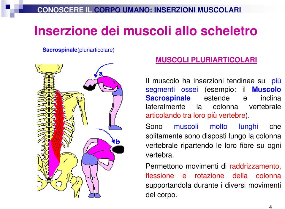 articolando tra loro più vertebre).